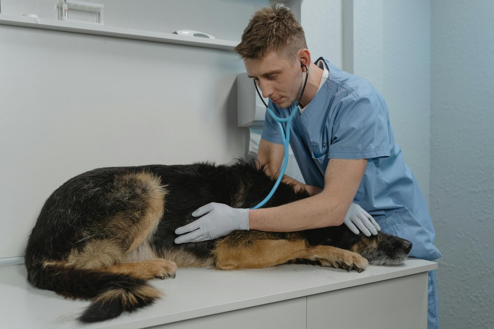 Best Vets in Maghera